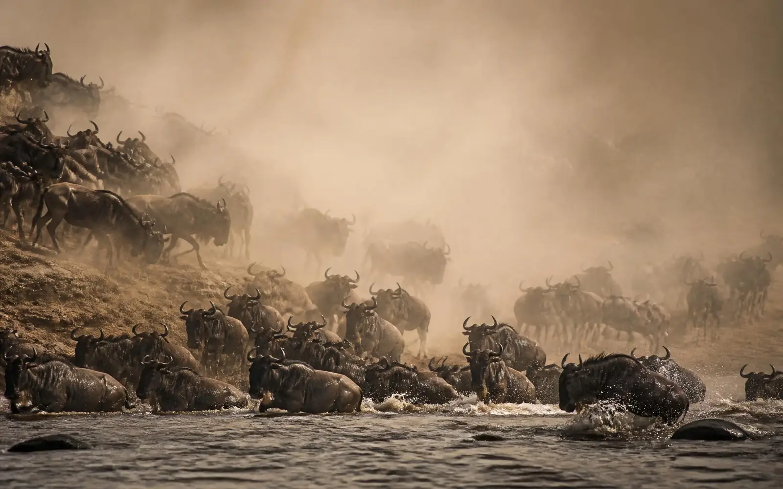 Wildebeest crossing a dusty plain in Kenya