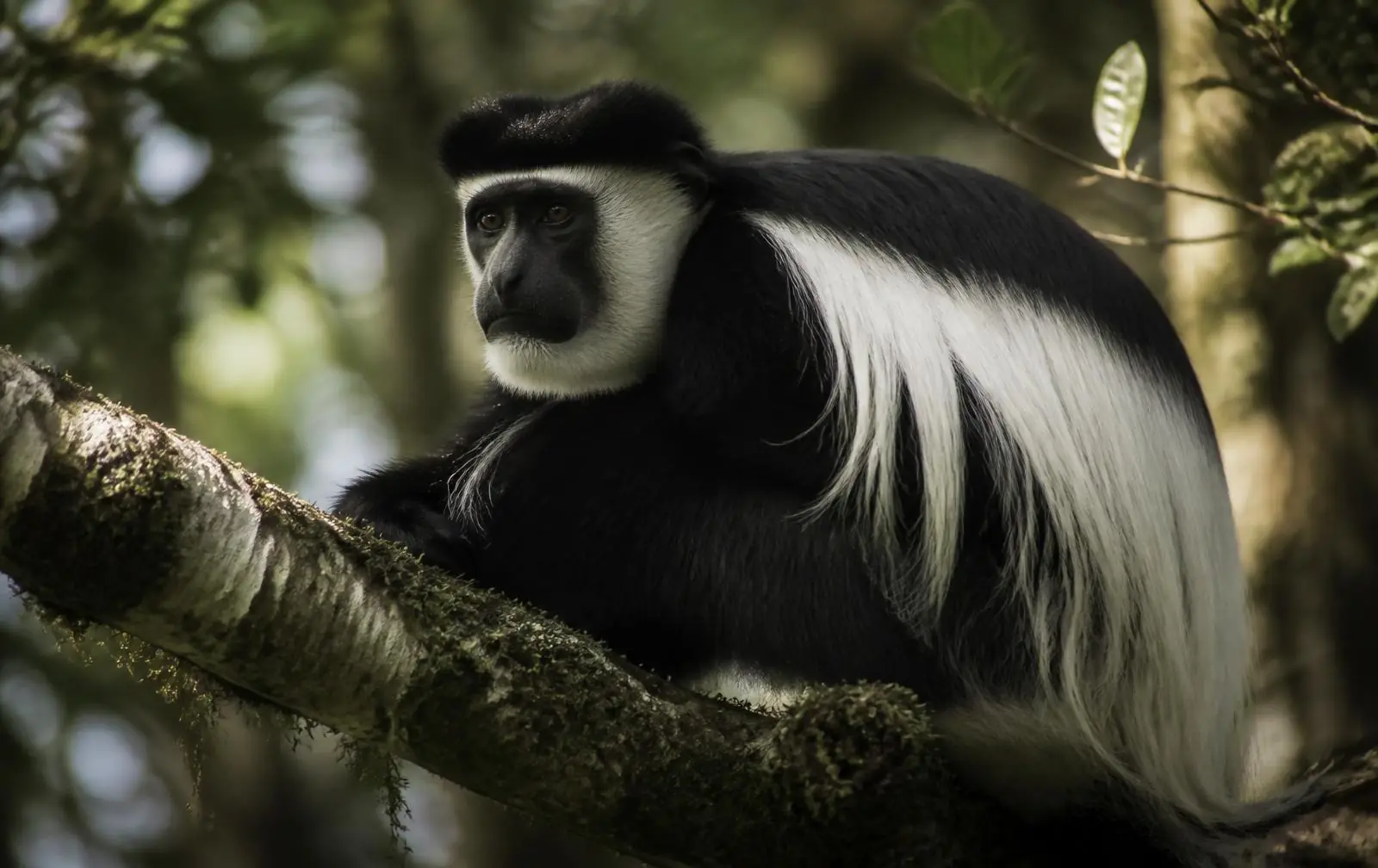 Colobus monkey resting on a branch in coastal forest