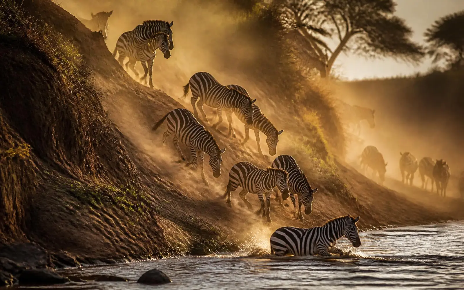 Zebras descending a riverbank at golden hour